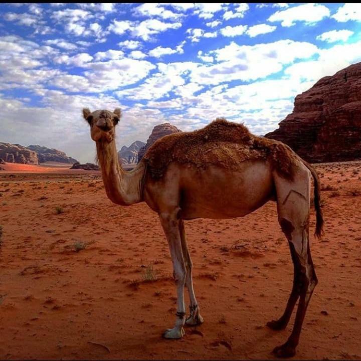 Wadi Rum Local Guide Camp Eksteriør bilde
